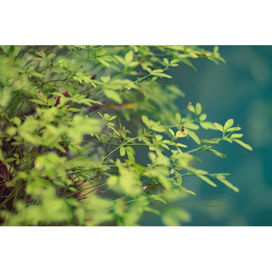 Obiektyw Venus Optics Laowa 105 mm f/2,0 Smooth Trans Focus do Sony E