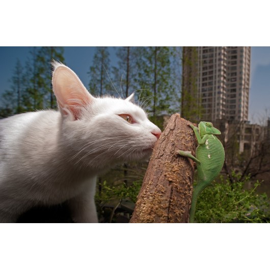 Obiektyw Venus Optics Laowa 15 mm f/4 Macro do Nikon F
