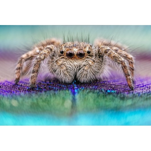 Obiektyw Venus Optics Laowa 25 mm f/2,8 Ultra Macro do Nikon F