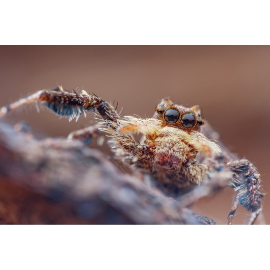 Obiektyw Venus Optics Laowa 25 mm f/2,8 Ultra Macro do Sony E