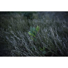 Obiektyw Voigtlander Nokton 50 mm f/1,2 do Leica M 2