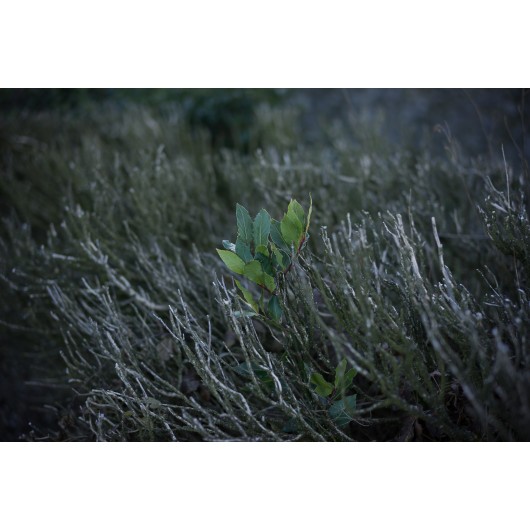 Obiektyw Voigtlander Nokton 50 mm f/1,2 do Leica M