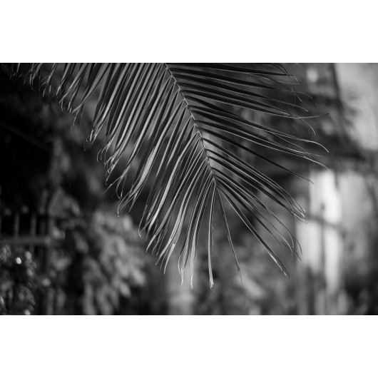 Obiektyw Voigtlander Nokton 50 mm f/1,2 do Leica M