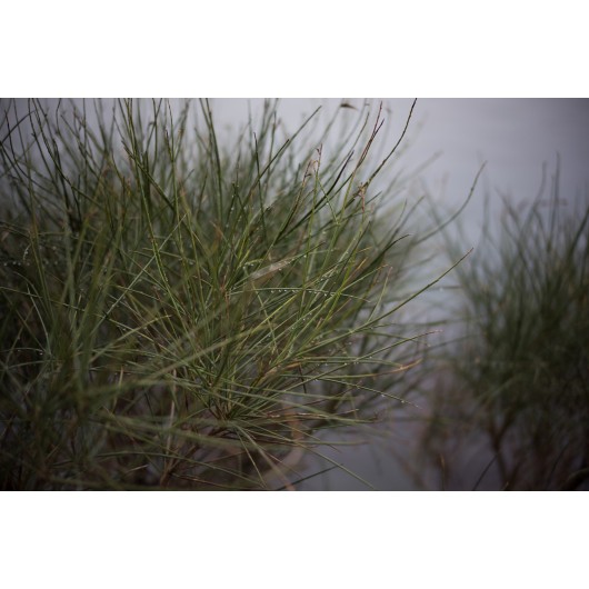 Obiektyw Voigtlander Nokton 50 mm f/1,2 do Leica M