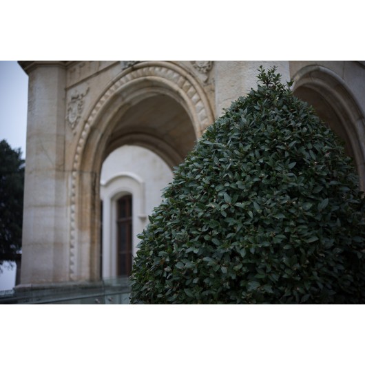 Obiektyw Voigtlander Nokton 50 mm f/1,2 do Leica M