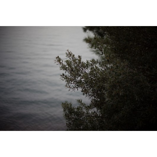 Obiektyw Voigtlander Nokton 50 mm f/1,2 do Leica M