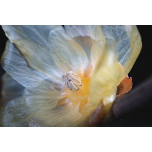 Obiektyw Venus Optics Laowa CA-Dreamer 100 mm f/2,8 Macro 2:1 do Canon EF