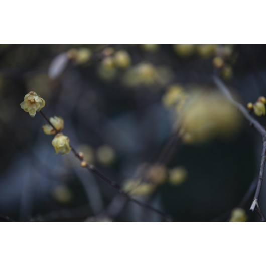 Obiektyw Venus Optics Laowa CA-Dreamer 100 mm f/2,8 Macro 2:1 do Canon EF