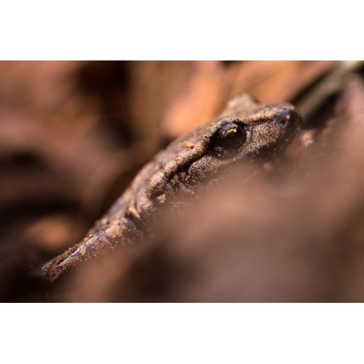 Obiektyw Venus Optics Laowa CA-Dreamer 100 mm f/2,8 Macro 2:1 do Canon EF