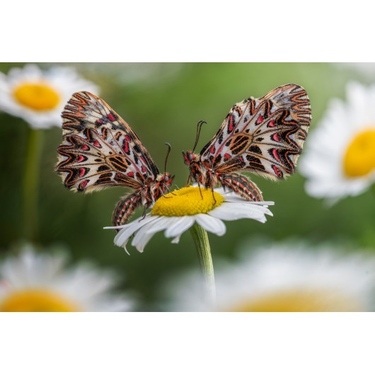 Obiektyw Venus Optics Laowa CA-Dreamer 100 mm f/2,8 Macro 2:1 do Canon EF