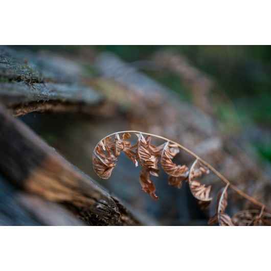 Obiektyw Venus Optics Laowa CA-Dreamer 100 mm f/2,8 Macro 2:1 do Nikon F