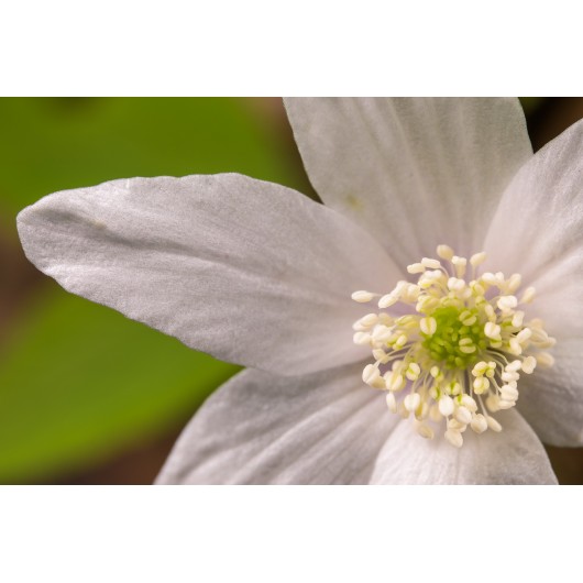 Obiektyw Venus Optics Laowa CA-Dreamer 100 mm f/2,8 Macro 2:1 do Nikon F