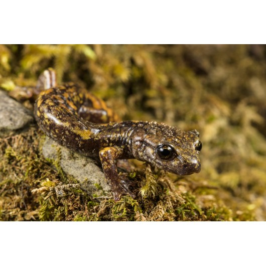 Obiektyw Venus Optics Laowa CA-Dreamer 100 mm f/2,8 Macro 2:1 do Nikon F