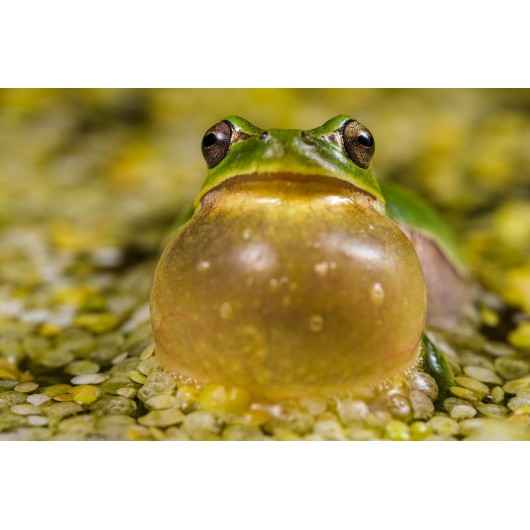 Obiektyw Venus Optics Laowa CA-Dreamer 100 mm f/2,8 Macro 2:1 do Nikon F