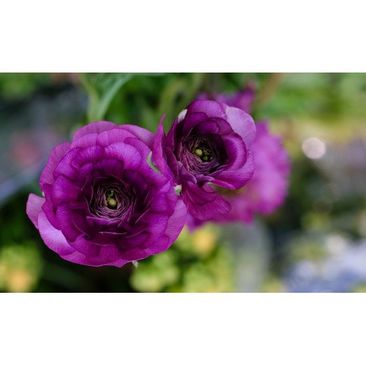 Obiektyw Venus Optics Laowa CA-Dreamer 100 mm f/2,8 Macro 2:1 do Sony E