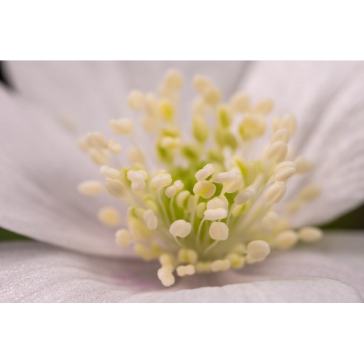 Obiektyw Venus Optics Laowa CA-Dreamer 100 mm f/2,8 Macro 2:1 do Sony E