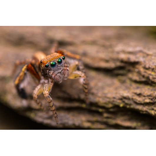 Obiektyw Venus Optics Laowa CA-Dreamer 100 mm f/2,8 Macro 2:1 do Sony E