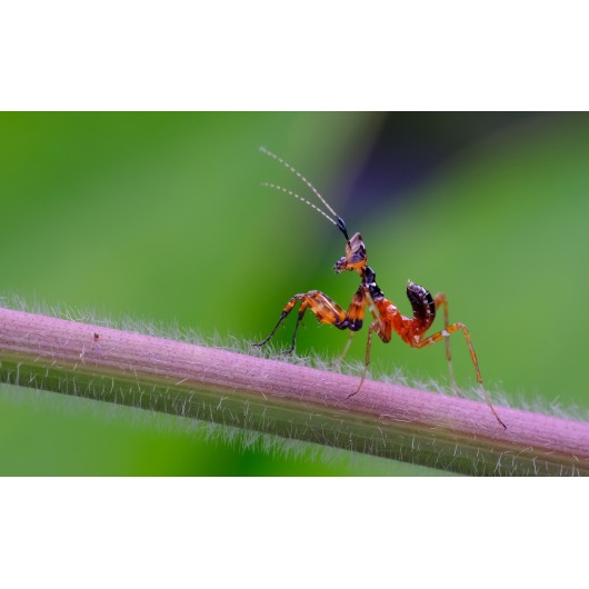 Obiektyw Venus Optics Laowa CA-Dreamer 100 mm f/2,8 Macro 2:1 do Sony E