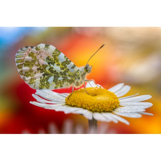 Obiektyw Venus Optics Laowa CA-Dreamer 100 mm f/2,8 Macro 2:1 do Sony E