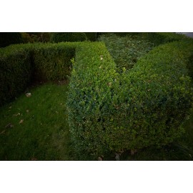 Obiektyw Voigtlander Color Skopar 21 mm f/3,5 do Leica M 2