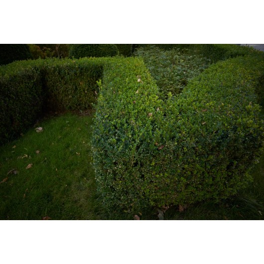 Obiektyw Voigtlander Color Skopar 21 mm f/3,5 do Leica M