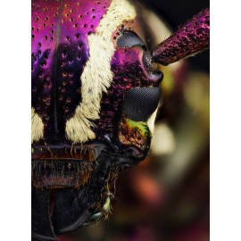 Obiektyw Venus Optics Laowa 25 mm f/2,8 Ultra Macro do Canon RF 2