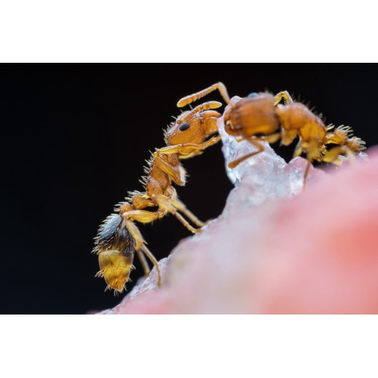 Obiektyw Venus Optics Laowa 25 mm f/2,8 Ultra Macro do Nikon Z