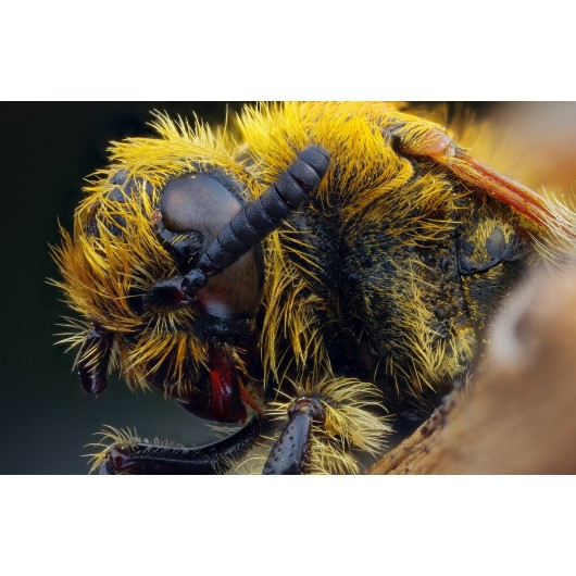 Obiektyw Venus Optics Laowa 25 mm f/2,8 Ultra Macro do Nikon Z