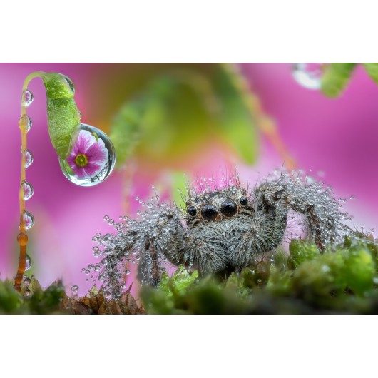 Obiektyw Venus Optics Laowa 25 mm f/2,8 Ultra Macro do Nikon Z