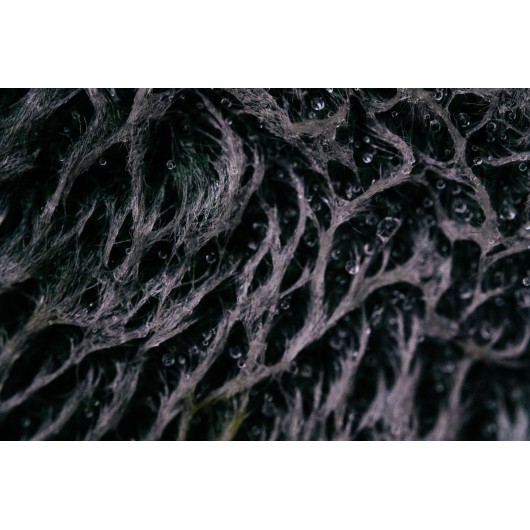 Obiektyw Venus Optics Laowa 65 mm f/2,8 2x Ultra Macro APO do Fujifilm X