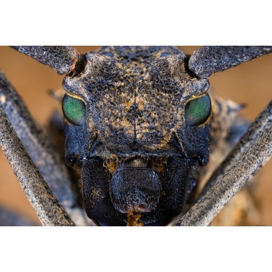 Obiektyw Venus Optics Laowa 65 mm f/2,8 2x Ultra Macro APO do Fujifilm X