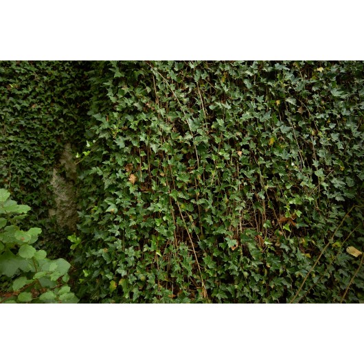 Obiektyw Voigtlander Nokton 21 mm f/1,4 do Leica M