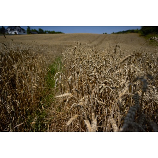 Obiektyw Voigtlander Nokton 21 mm f/1,4 do Leica M