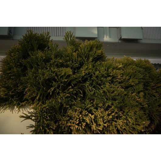 Obiektyw Voigtlander Color Skopar 21 mm f/3,5 do Sony E