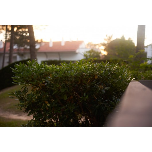 Obiektyw Voigtlander Ultron 35 mm f/2,0 do Leica M