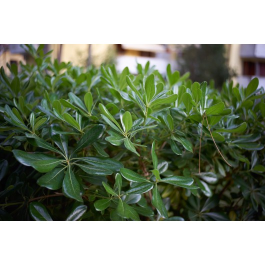 Obiektyw Voigtlander Ultron 35 mm f/2,0 do Leica M