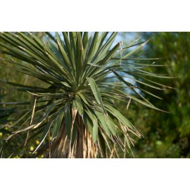 Obiektyw Voigtlander Macro APO Lanthar 110 mm f/2,5 do Sony E 2