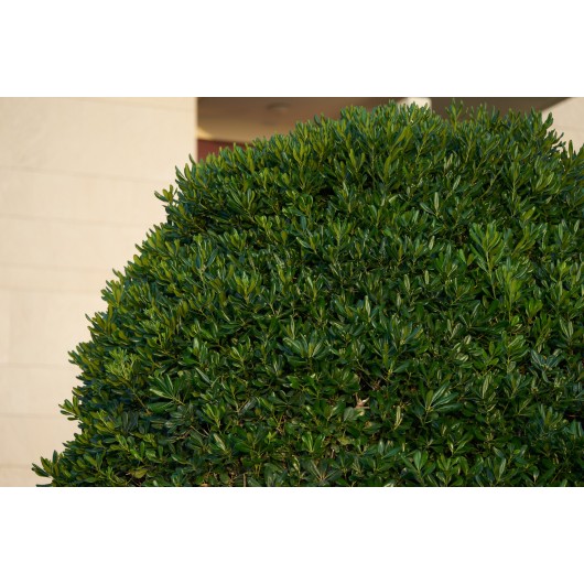 Obiektyw Voigtlander Macro APO Lanthar 110 mm f/2,5 do Sony E