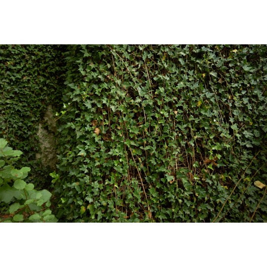 Obiektyw Voigtlander Nokton 21 mm f/1,4 do Sony E