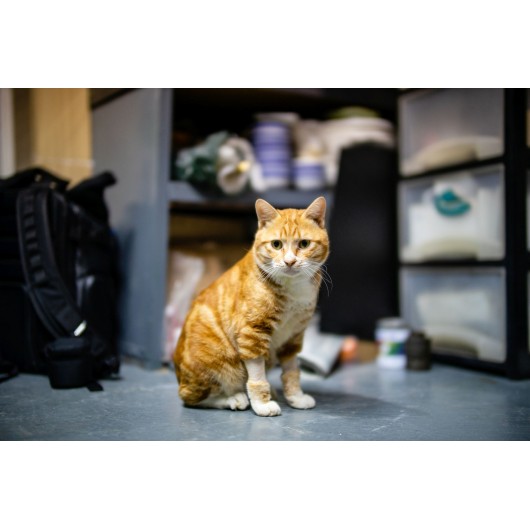 Obiektyw Venus Optics Argus 45 mm f/0,95 APO FF do Nikon Z