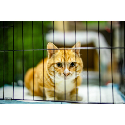 Obiektyw Venus Optics Argus 45 mm f/0,95 APO FF do Sony E