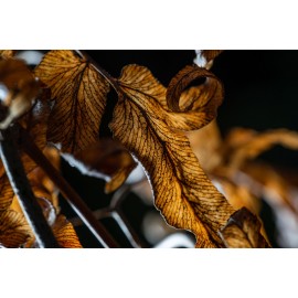 Obiektyw Venus Optics Laowa 90 mm f/2.8 Ultra Macro APO do Canon RF 2