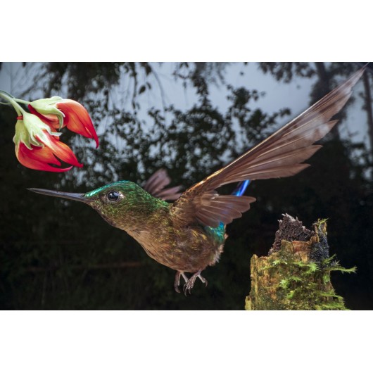 Obiektyw Venus Optics Laowa 90 mm f/2.8 Ultra Macro APO do Canon RF