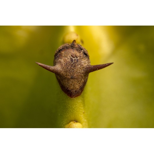 Obiektyw Venus Optics Laowa 90 mm f/2.8 Ultra Macro APO do Canon RF