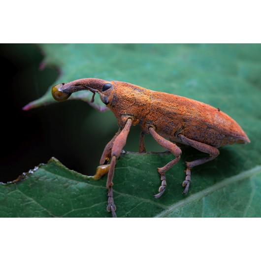 Obiektyw Venus Optics Laowa 90 mm f/2.8 Ultra Macro APO do Canon RF