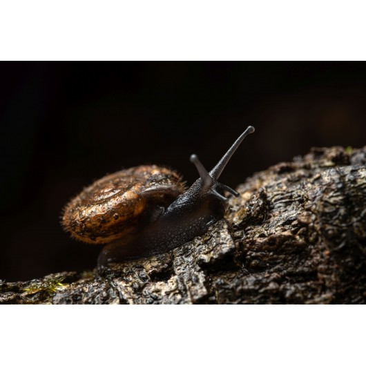 Obiektyw Venus Optics Laowa 90 mm f/2.8 Ultra Macro APO do Canon RF