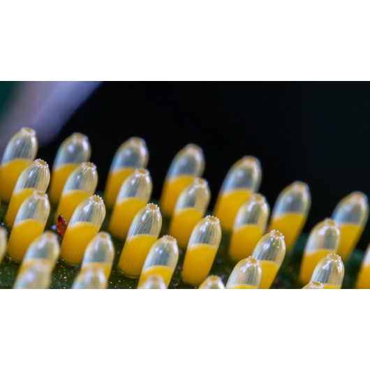 Obiektyw Venus Optics Laowa 90 mm f/2.8 Ultra Macro APO do Canon RF