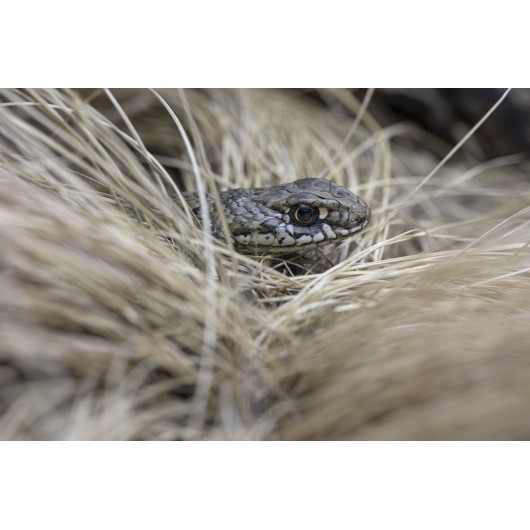 Obiektyw Venus Optics Laowa 90 mm f/2.8 Ultra Macro APO do Canon RF