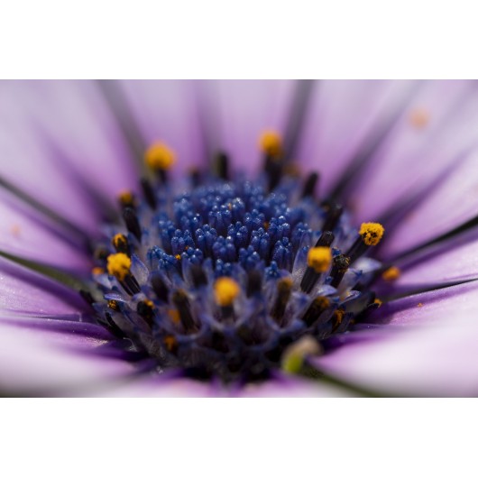 Obiektyw Venus Optics Laowa 90 mm f/2.8 Ultra Macro APO do Canon RF