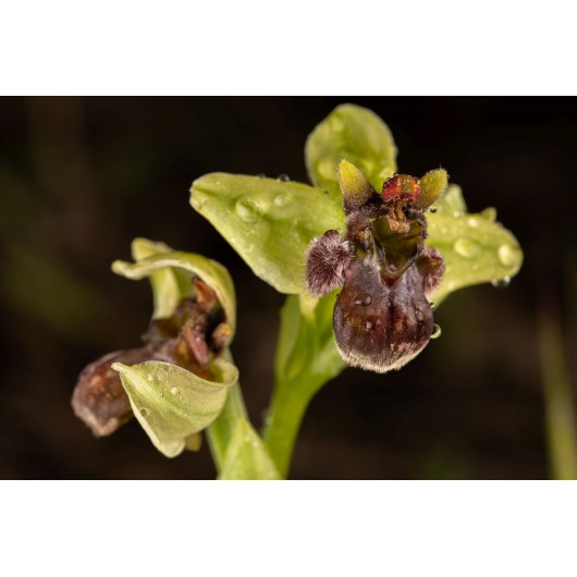 Obiektyw Venus Optics Laowa 90 mm f/2.8 Ultra Macro APO do Canon RF